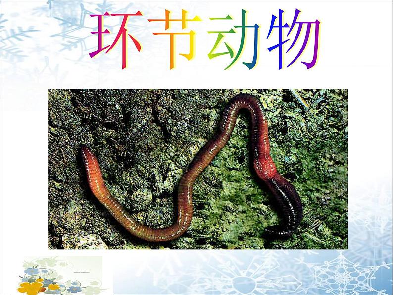 生物鲁科五四版八年级上册 7.1.2线形动物和环节动物 课件02