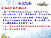 生物鲁科五四版八年级上册 7.1.2线形动物和环节动物 课件