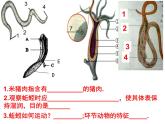 生物鲁科五四版八年级上册 7.1.3软体动物和节肢动物 课件