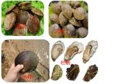 生物鲁科五四版八年级上册 7.1.3软体动物和节肢动物 课件
