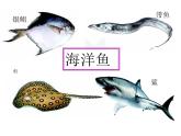 生物鲁科五四版八年级上册 7.1.4 鱼类 课件