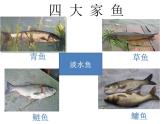 生物鲁科五四版八年级上册 7.1.4 鱼类 课件