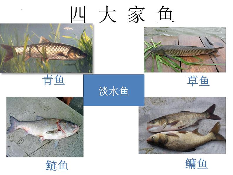 生物鲁科五四版八年级上册 7.1.4 鱼类 课件04