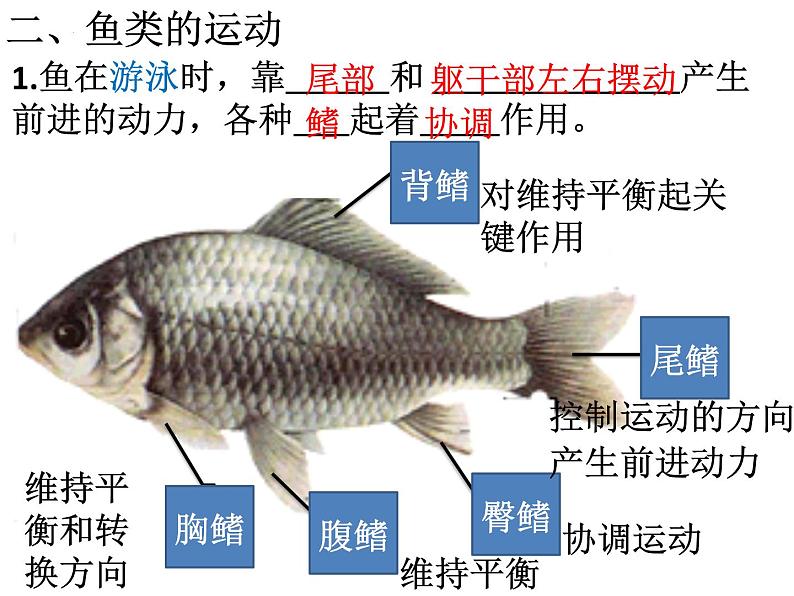 生物鲁科五四版八年级上册 7.1.4 鱼类 课件08