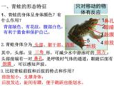 生物鲁科五四版八年级上册 7.1.5两栖类和爬行类——两栖动物 课件