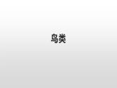 生物鲁科五四版八年级上册 7.1.6鸟类 课件