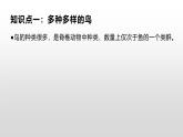 生物鲁科五四版八年级上册 7.1.6鸟类 课件