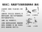 生物鲁科五四版八年级上册 7.1.6鸟类 课件