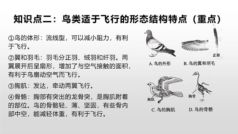 生物鲁科五四版八年级上册 7.1.6鸟类 课件05