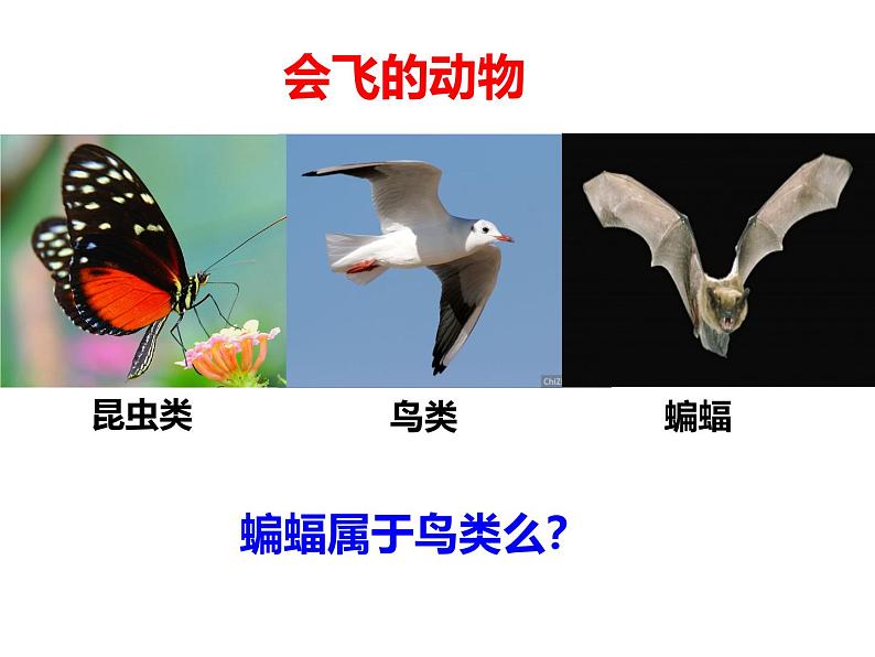 生物鲁科五四版八年级上册 7.1.7哺乳类课件01