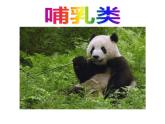 生物鲁科五四版八年级上册 7.1.7哺乳类课件