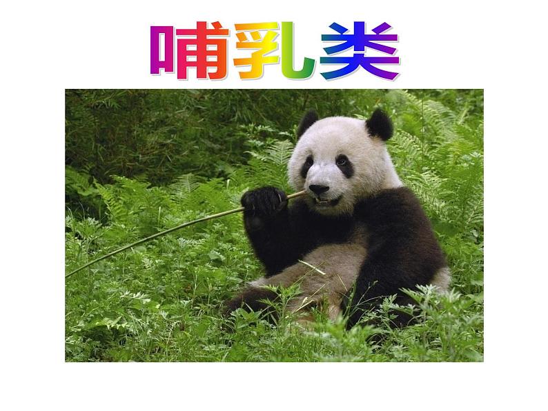 生物鲁科五四版八年级上册 7.1.7哺乳类课件02