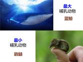 生物鲁科五四版八年级上册 7.1.7哺乳类课件