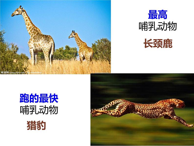 生物鲁科五四版八年级上册 7.1.7哺乳类课件05