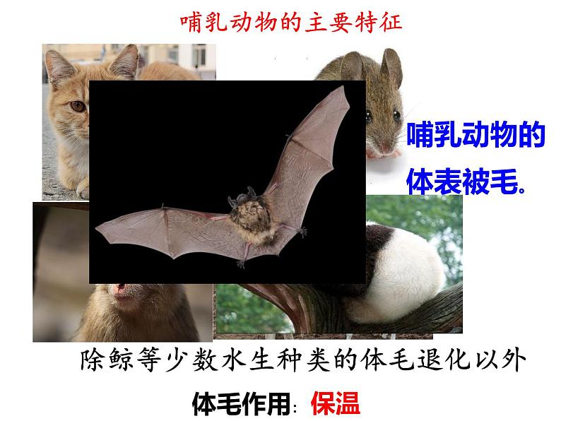 生物鲁科五四版八年级上册 7.1.7哺乳类课件07