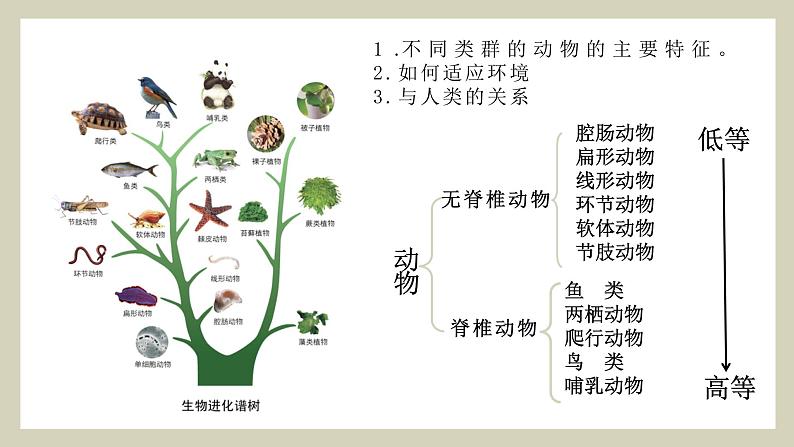 生物鲁科五四版八年级上册 7.1.1  腔肠动物和扁形动物 课件01