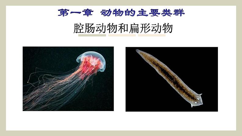 生物鲁科五四版八年级上册 7.1.1  腔肠动物和扁形动物 课件02