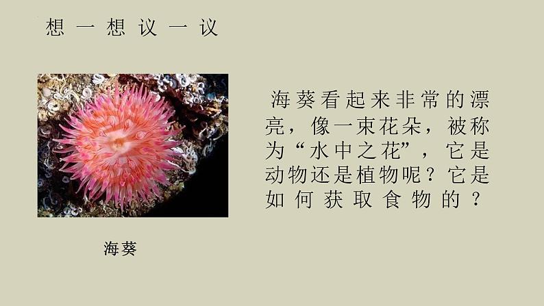 生物鲁科五四版八年级上册 7.1.1  腔肠动物和扁形动物 课件04