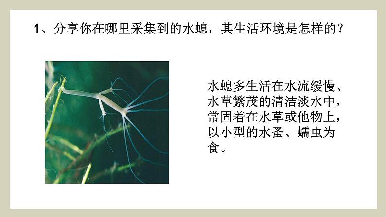 生物鲁科五四版八年级上册 7.1.1  腔肠动物和扁形动物 课件06