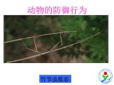 生物鲁科五四版八年级上册 7.2.2先天性行为和学习行为 课件
