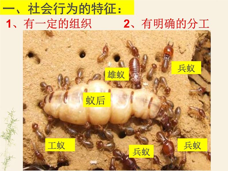 生物鲁科五四版八年级上册 7.2.3社会行为课 件06