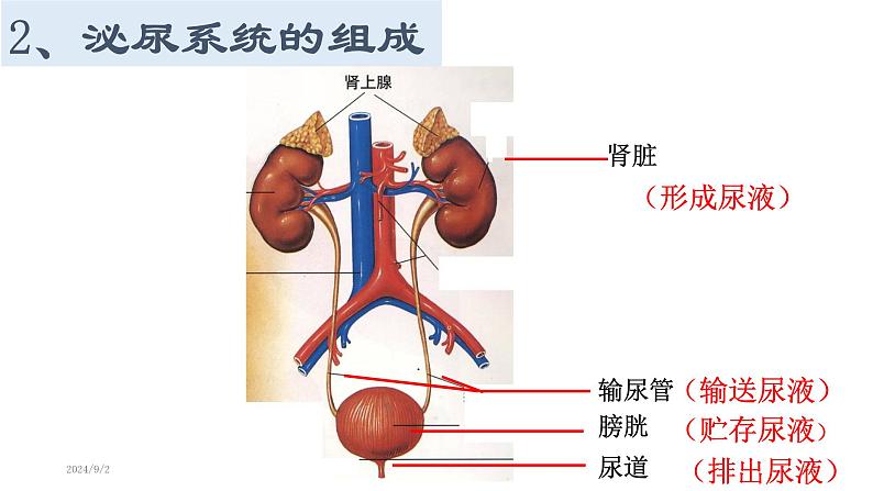 生物沪教版八年级上册 生命科学 1.2 人体生命活动需要的环境条件 第3课时 泌尿系统在维持内环境稳定方面的作用 课件07