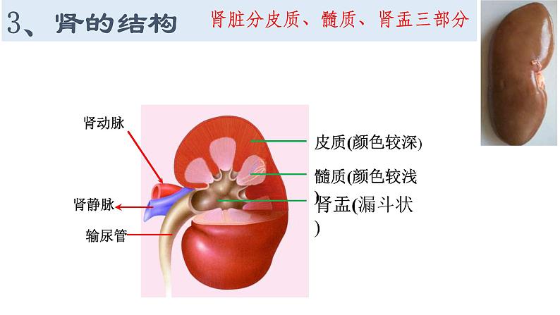 生物沪教版八年级上册 生命科学 1.2 人体生命活动需要的环境条件 第3课时 泌尿系统在维持内环境稳定方面的作用 课件08