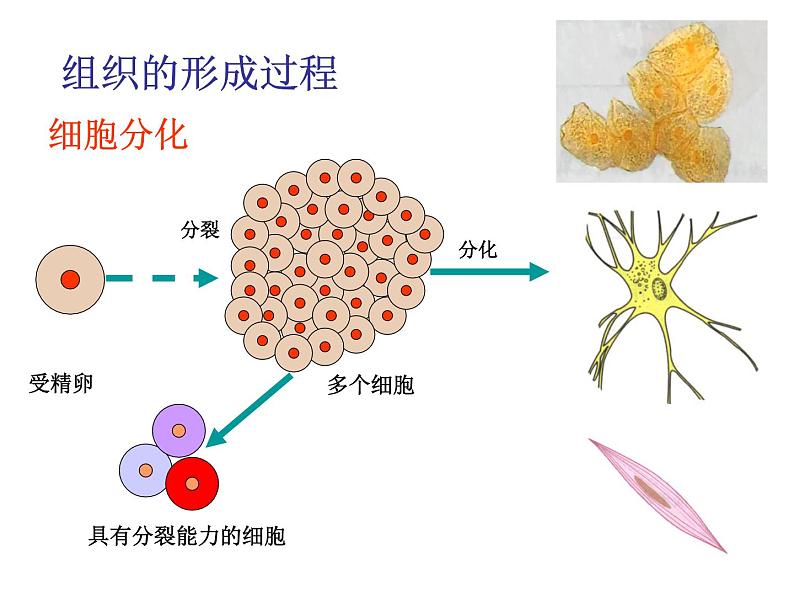 生物沪教版八年级上册 生命科学 1.1 人体器官是由什么构成的 课件02