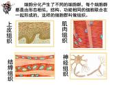 生物沪教版八年级上册 生命科学 1.1 人体器官是由什么构成的 课件