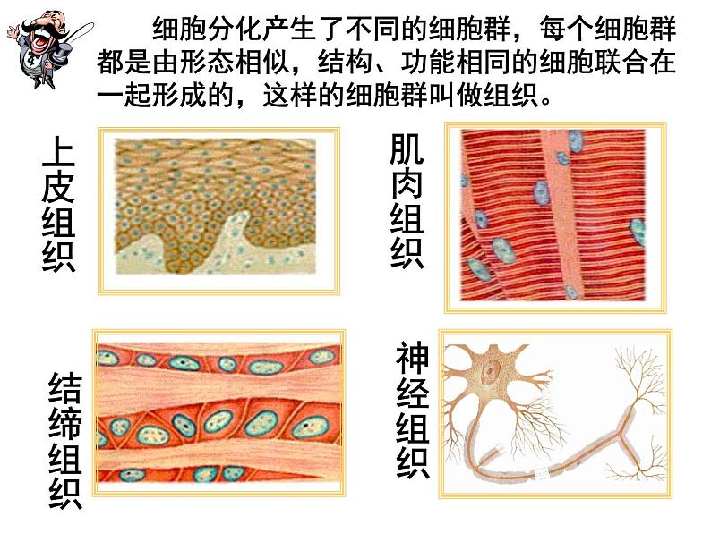 生物沪教版八年级上册 生命科学 1.1 人体器官是由什么构成的 课件03