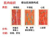生物沪教版八年级上册 生命科学 1.1 人体器官是由什么构成的 课件