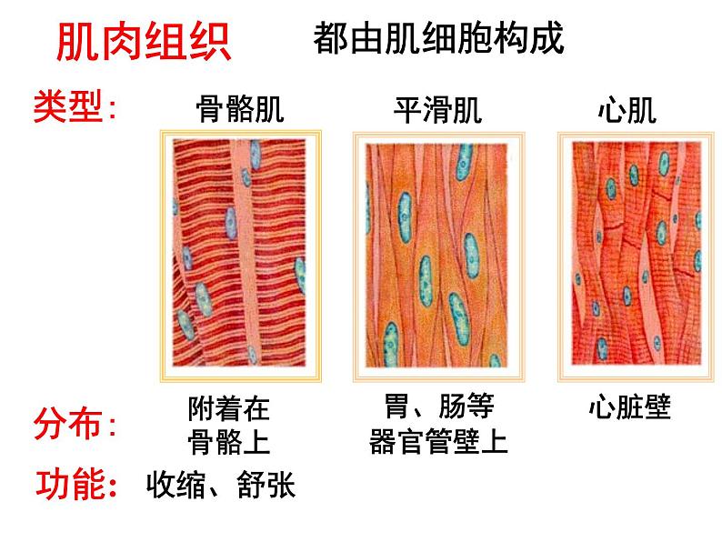 生物沪教版八年级上册 生命科学 1.1 人体器官是由什么构成的 课件04