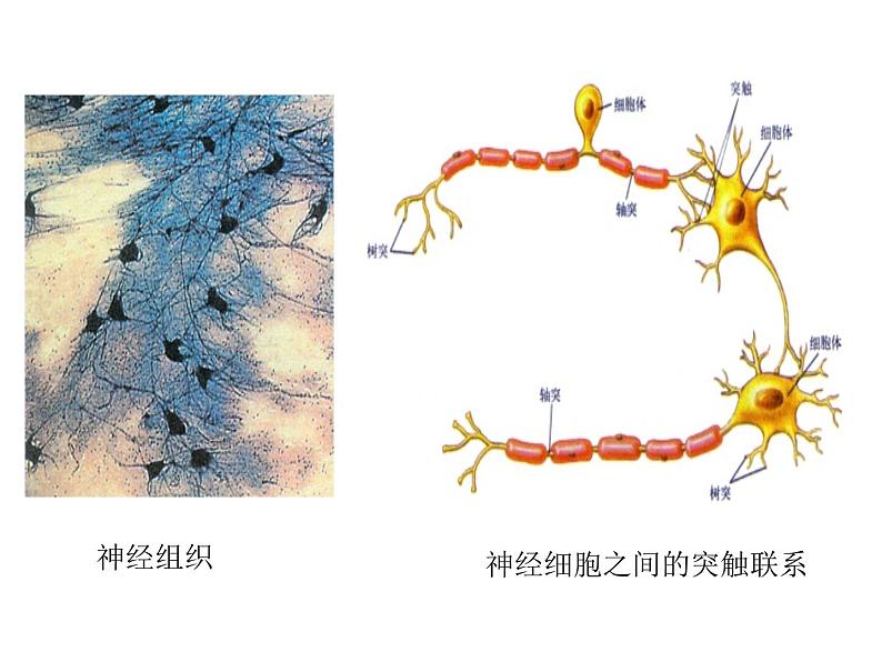 生物沪教版八年级上册 生命科学 1.1 人体器官是由什么构成的 课件05