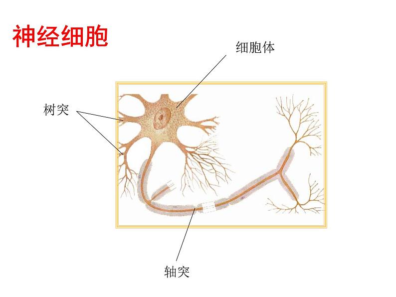 生物沪教版八年级上册 生命科学 1.1 人体器官是由什么构成的 课件06