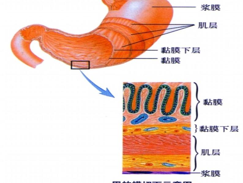 生物沪教版八年级上册 生命科学 1.1 人体器官是由什么构成的 课件08