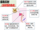 生物沪教版八年级上册 生命科学 2.1 神经调节的基本方式课件