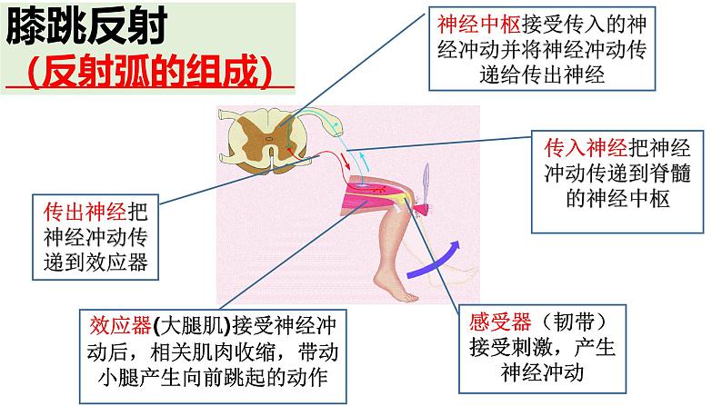 生物沪教版八年级上册 生命科学 2.1 神经调节的基本方式课件02