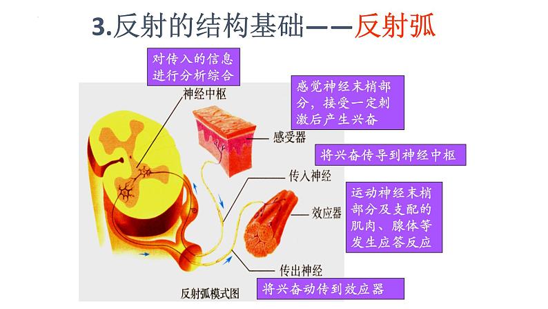 生物沪教版八年级上册 生命科学 2.1 神经调节的基本方式课件03