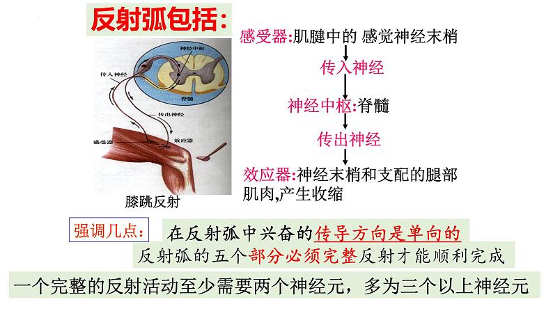 生物沪教版八年级上册 生命科学 2.1 神经调节的基本方式课件04