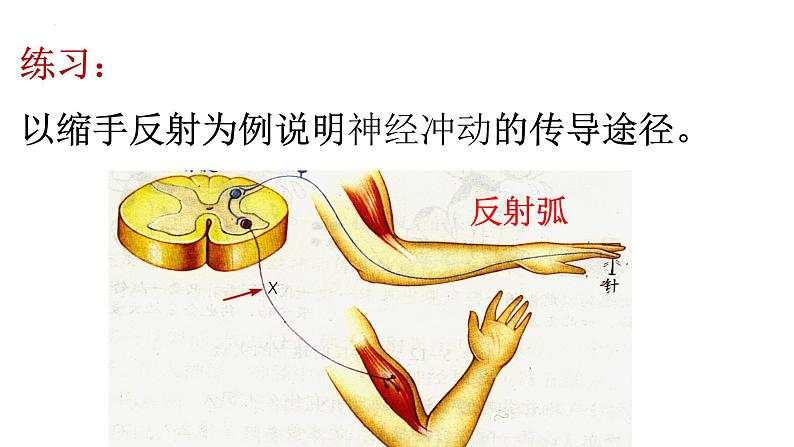 生物沪教版八年级上册 生命科学 2.1 神经调节的基本方式课件08