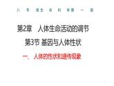 生物沪教版八年级上册 生命科学 2.3 基因与人体性状（第1课时）课件