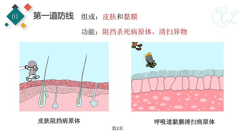 生物沪教版八年级上册 生命科学 3.2 常见病及其预防 (第2课时)人体的免疫功能 课件 沪教版生命科学八年级第一册02