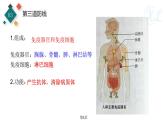 生物沪教版八年级上册 生命科学 3.2 常见病及其预防 (第2课时)人体的免疫功能 课件 沪教版生命科学八年级第一册