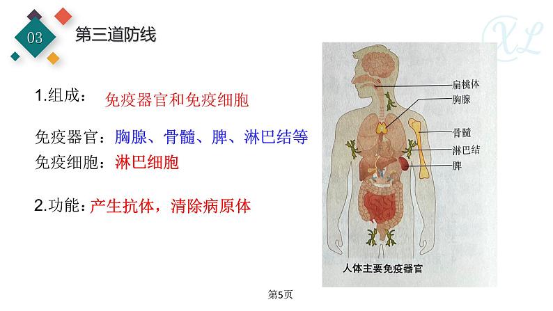 生物沪教版八年级上册 生命科学 3.2 常见病及其预防 (第2课时)人体的免疫功能 课件 沪教版生命科学八年级第一册05