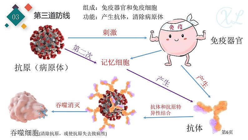 生物沪教版八年级上册 生命科学 3.2 常见病及其预防 (第2课时)人体的免疫功能 课件 沪教版生命科学八年级第一册06