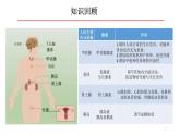 生物沪教版八年级上册 生命科学 2.2  激素的释放是怎样控制的 课件