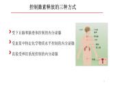 生物沪教版八年级上册 生命科学 2.2  激素的释放是怎样控制的 课件