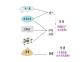 苏科版八上生物 15.2《人体内废物的排出》课件