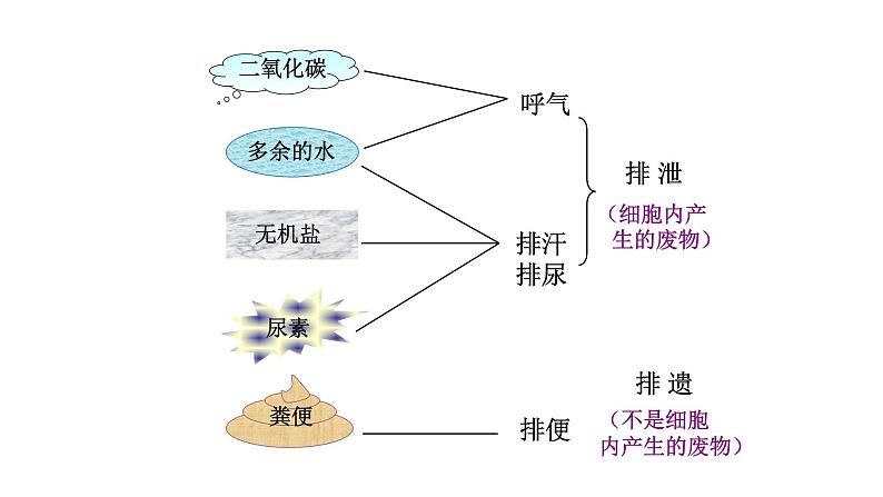 苏科版八上生物 15.2《人体内废物的排出》课件05