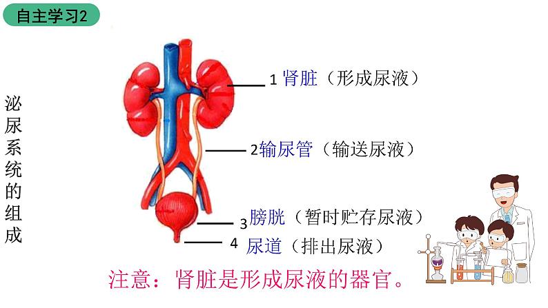 苏科版八上生物 15.2《人体内废物的排出》课件07